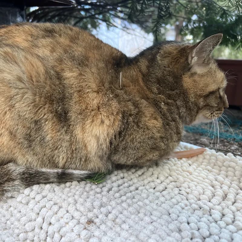 The neighborhood street cat curled up on a cushion