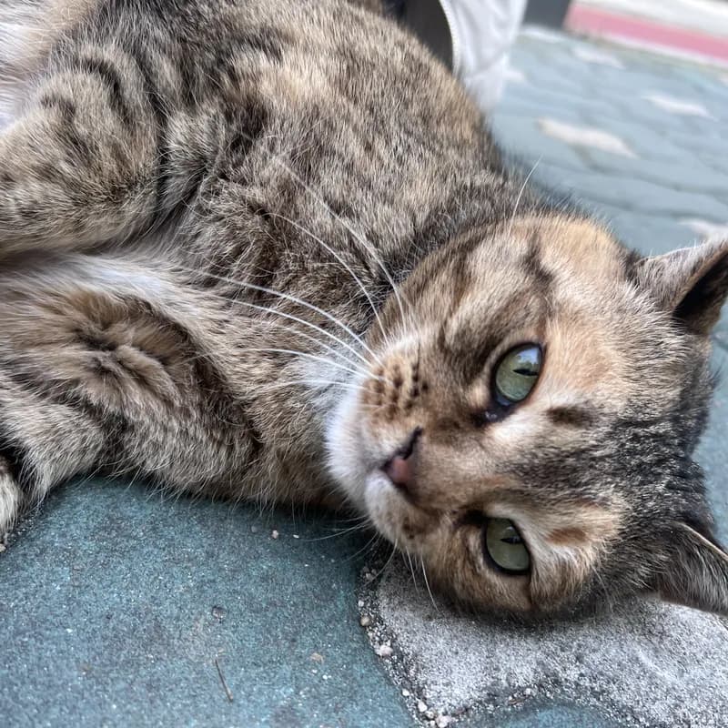 The cat lying on the pavement, looking up at the camera