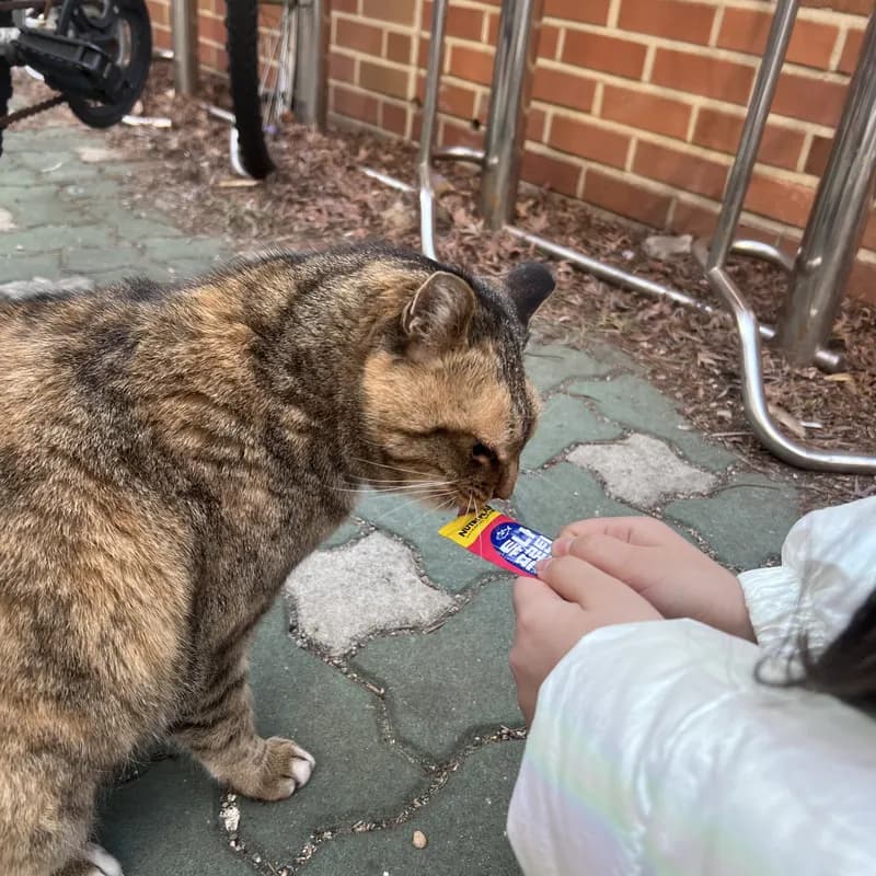 The cat eating a treat from a child's hand