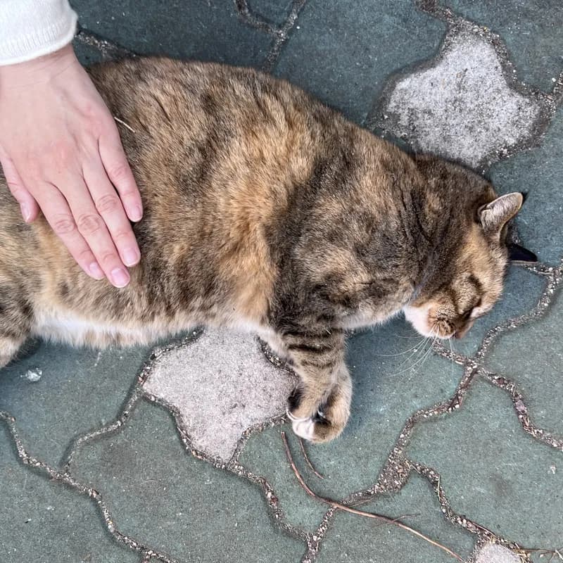 The cat lying belly-up while a child pets her
